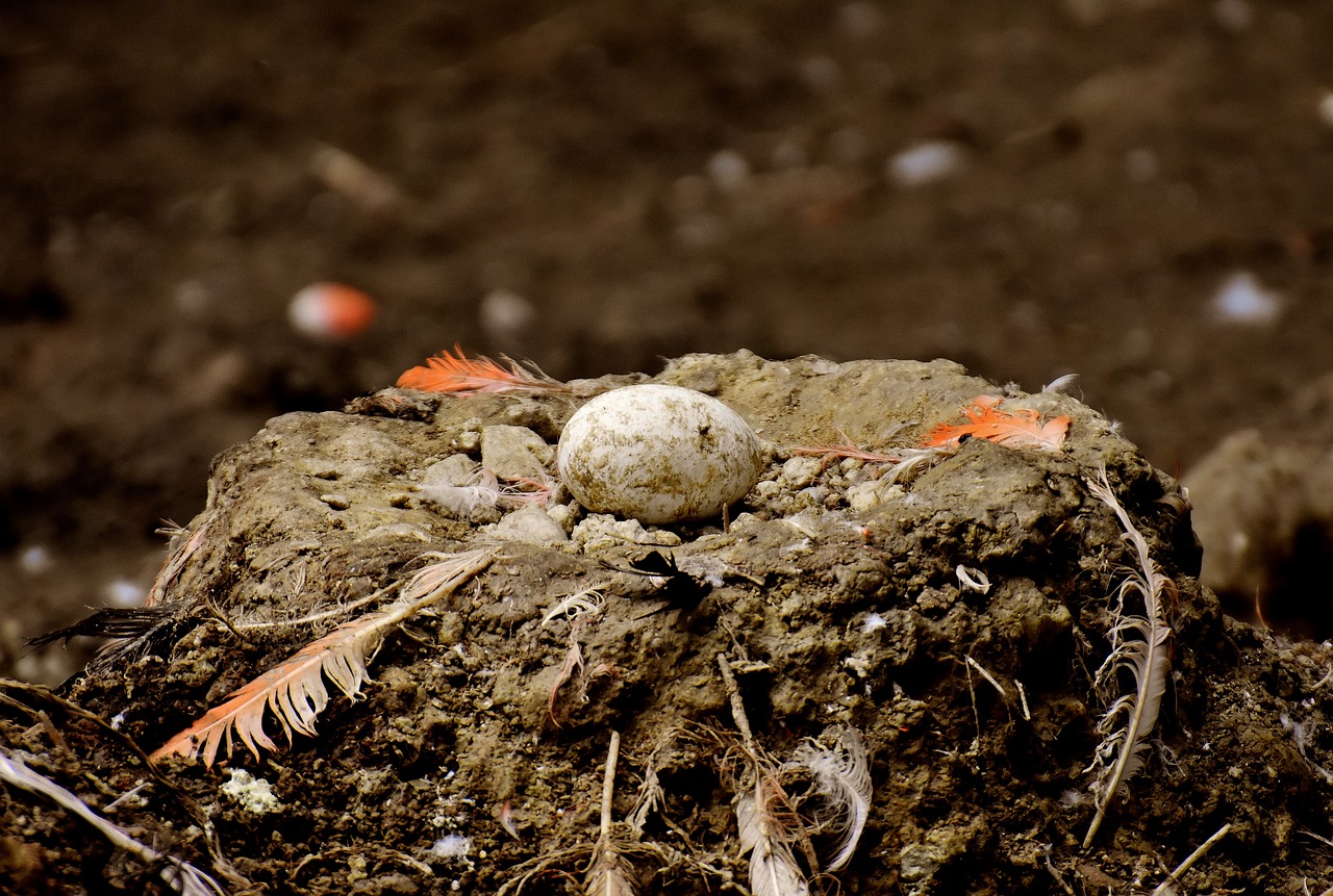 nest  egg  flamingo free photo