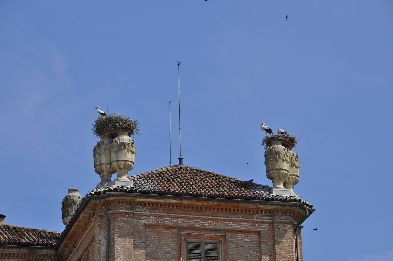 nest  stork  roof free photo