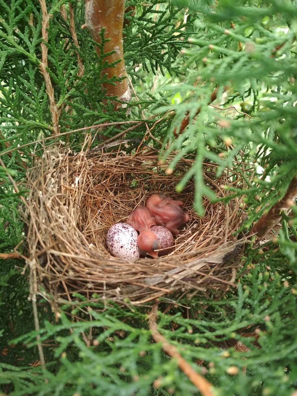 nest  bird  nature free photo