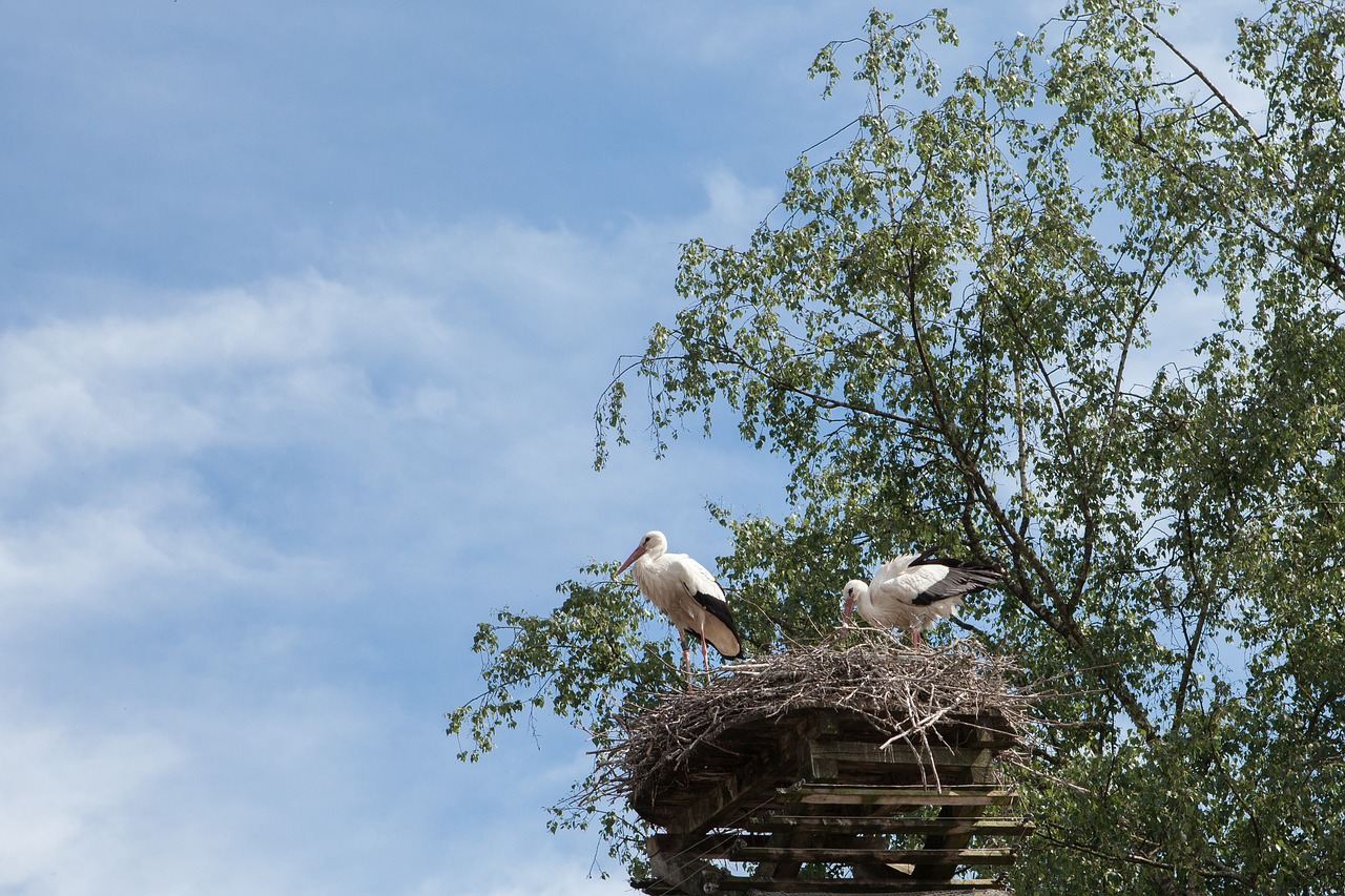 nest  stork  bird free photo