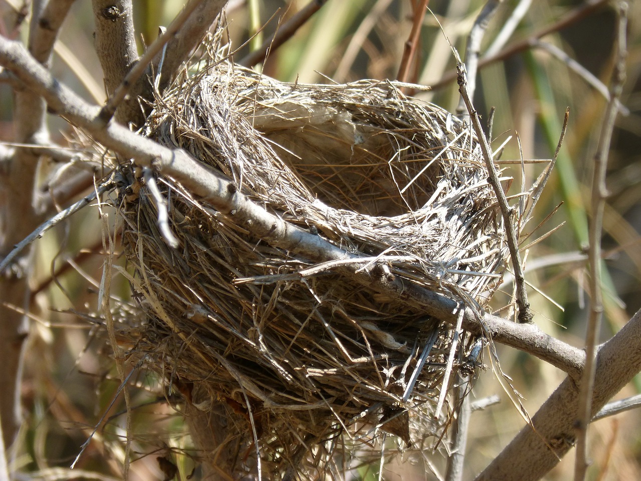 nest  branches  architecture animal free photo