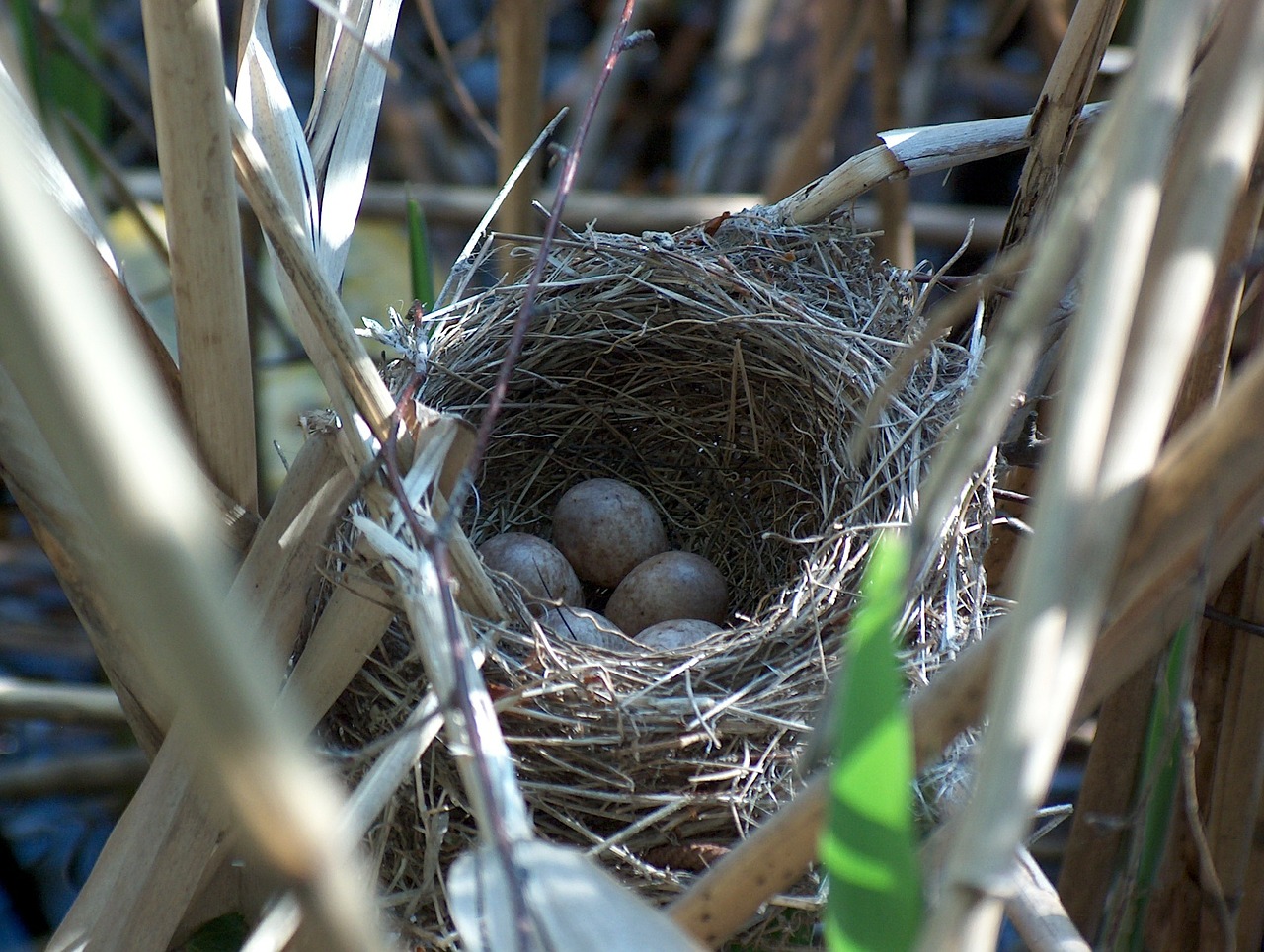 nest bird's nest hatchery free photo