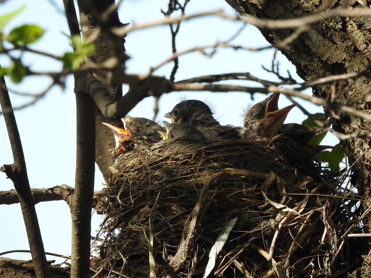 nest  baby bird  the nest free photo
