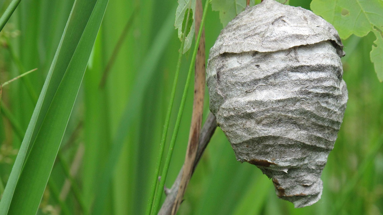 nest wasps hornets free photo