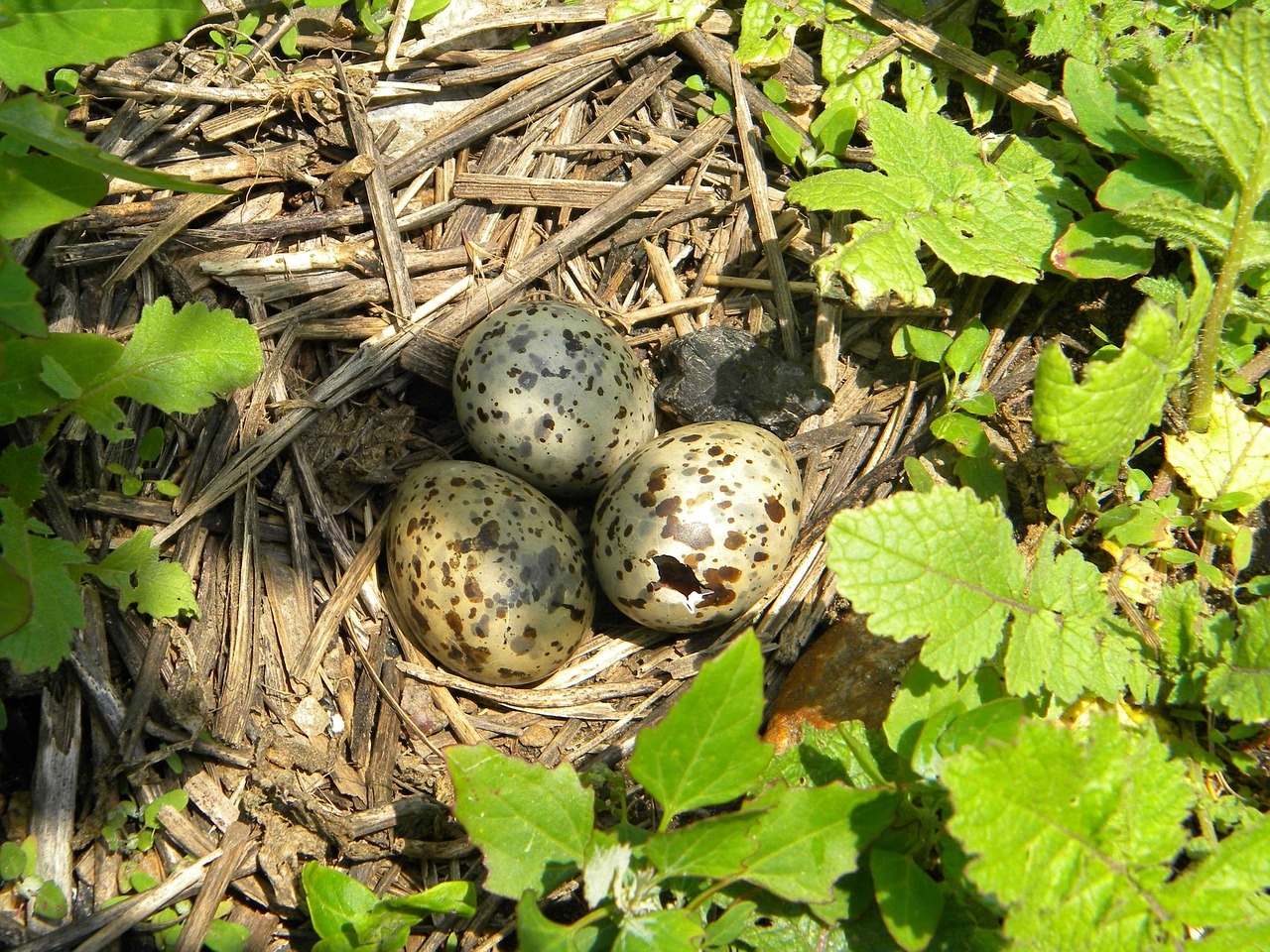 nest eggs three free photo