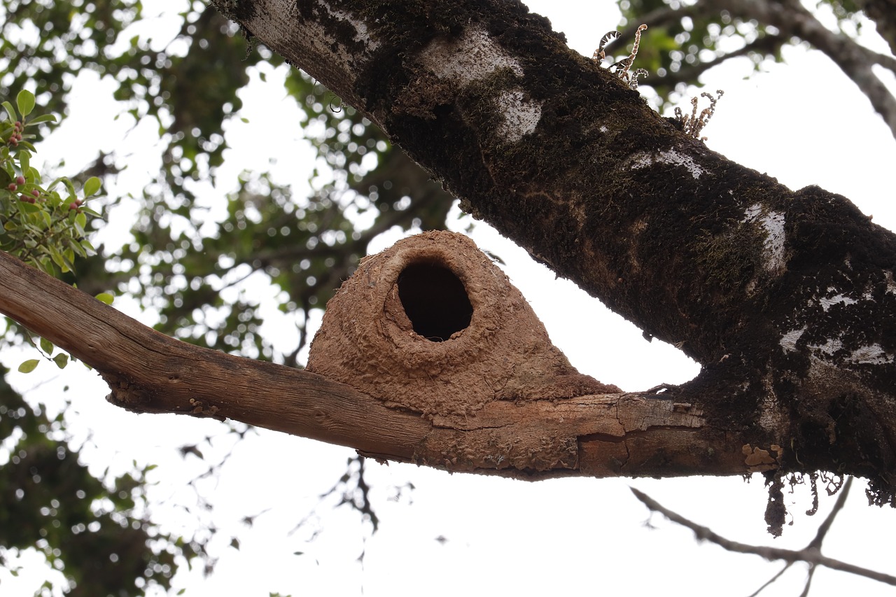 nest  bird  home free photo