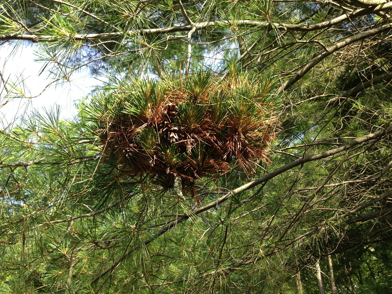 nest pine nature free photo