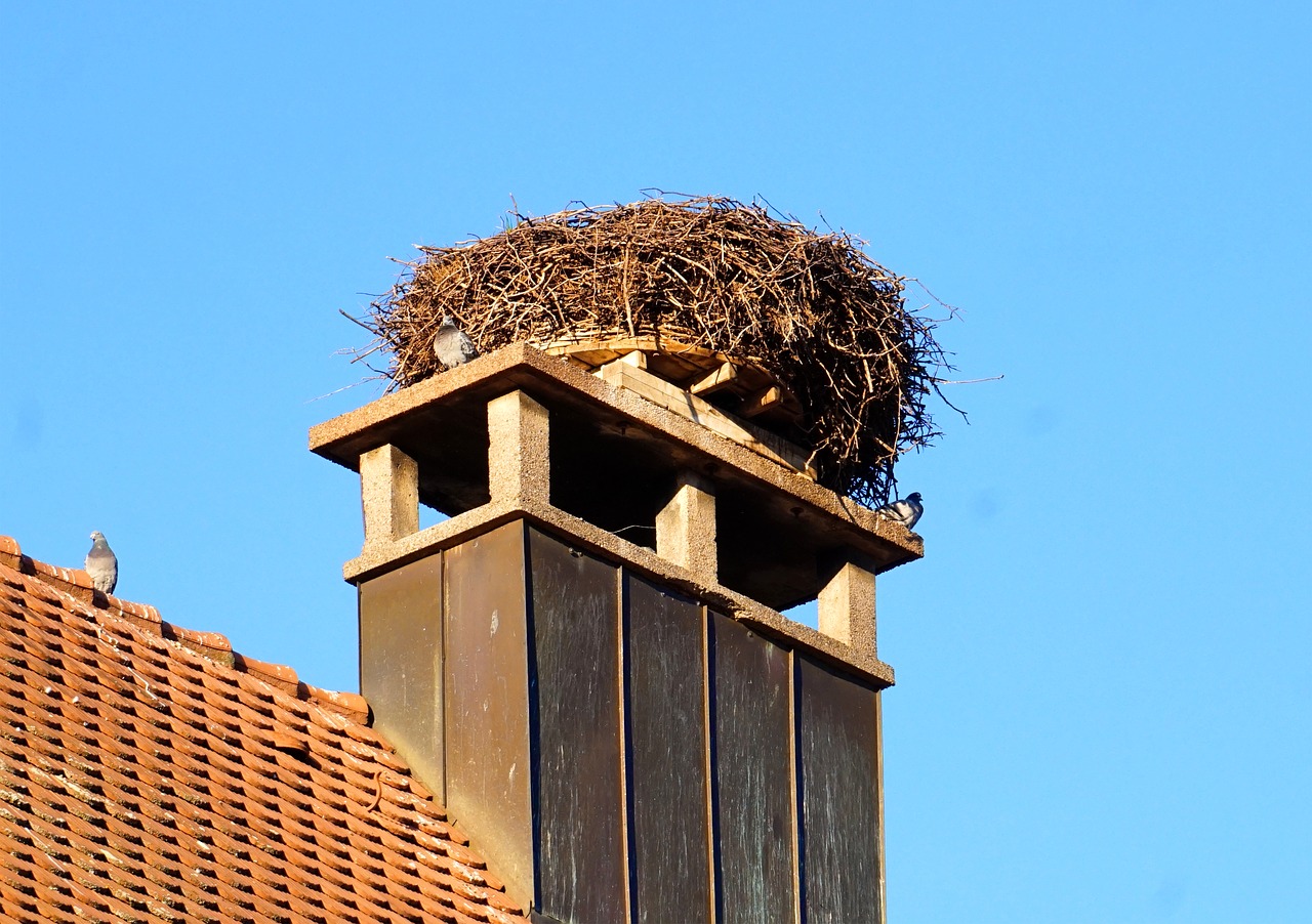 nest  storks  storchennest free photo