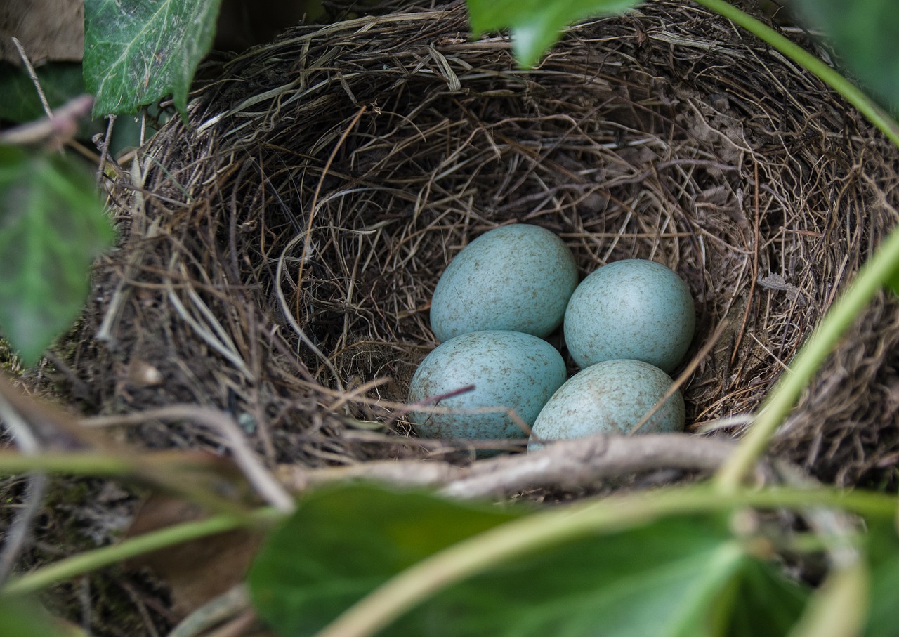 nest  blackbird nest  blackbird free photo