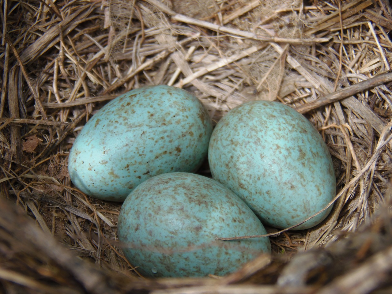 nest eggs blue free photo