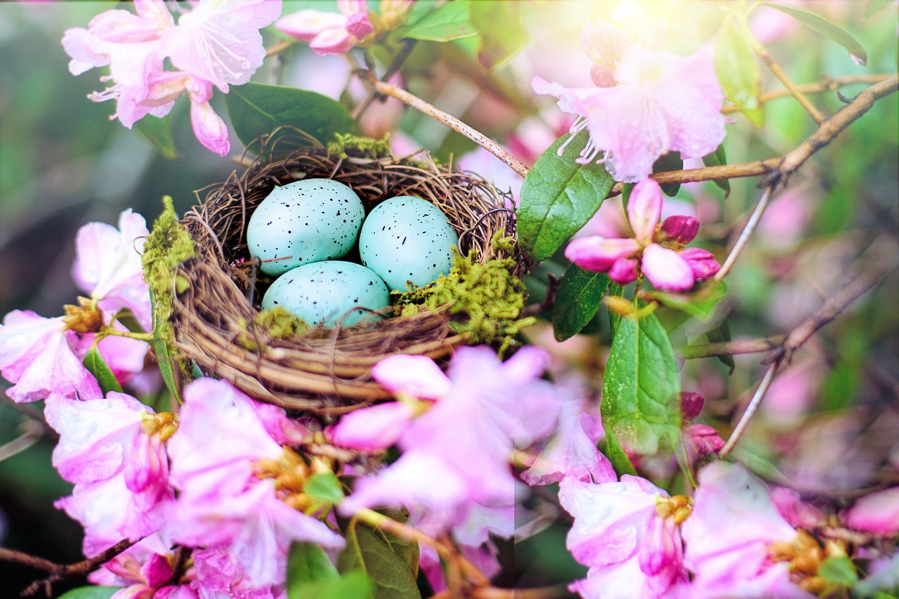 nest  robin nest  pink free photo