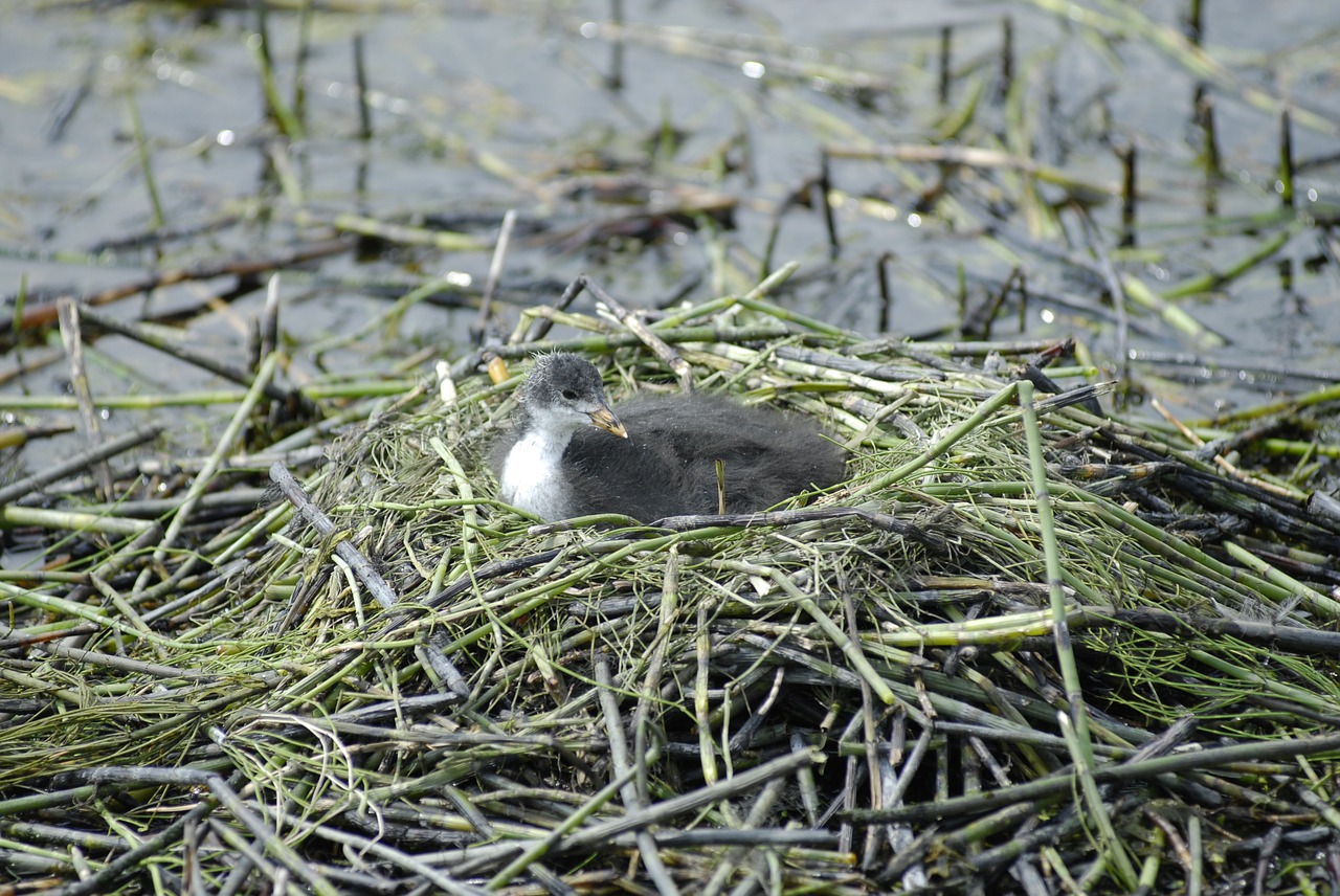 nest duck birds free photo