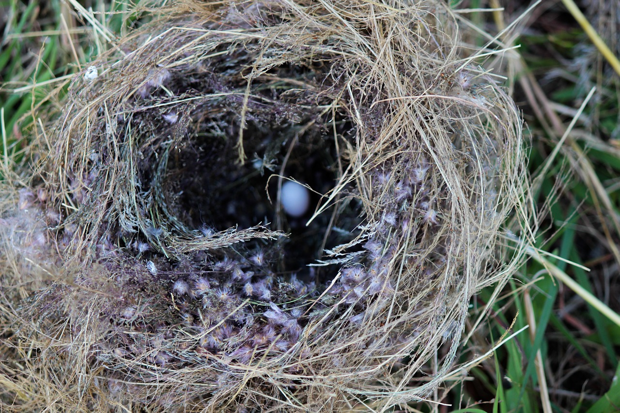 nest paige egg free photo