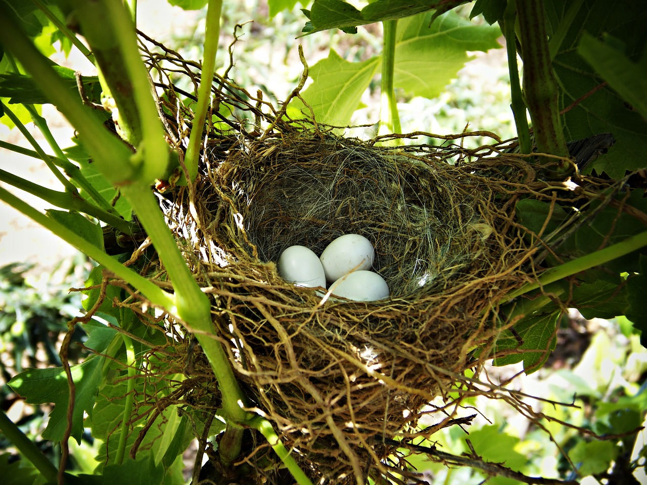 nest eggs life free photo