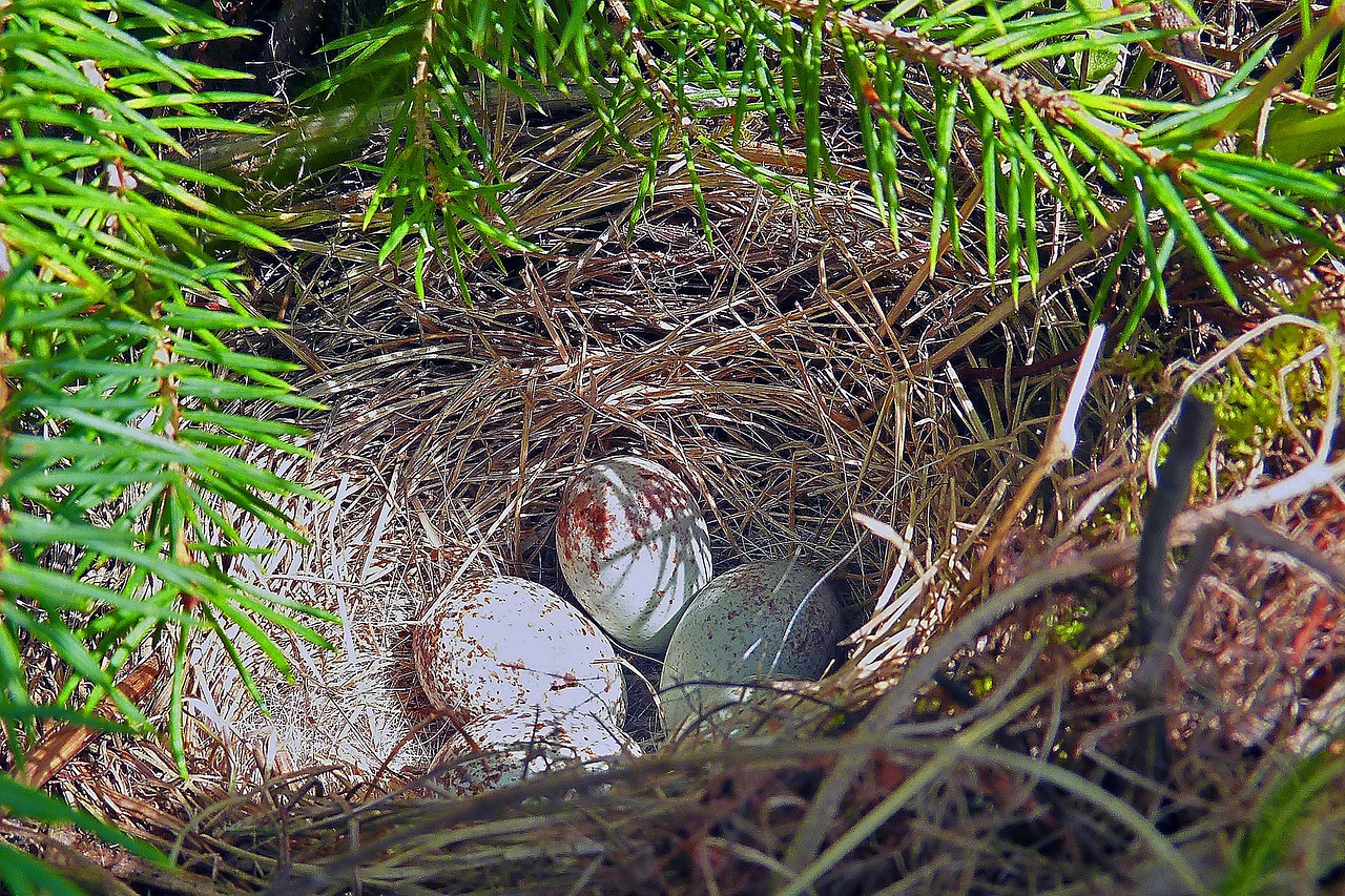 nest bird eggs free photo