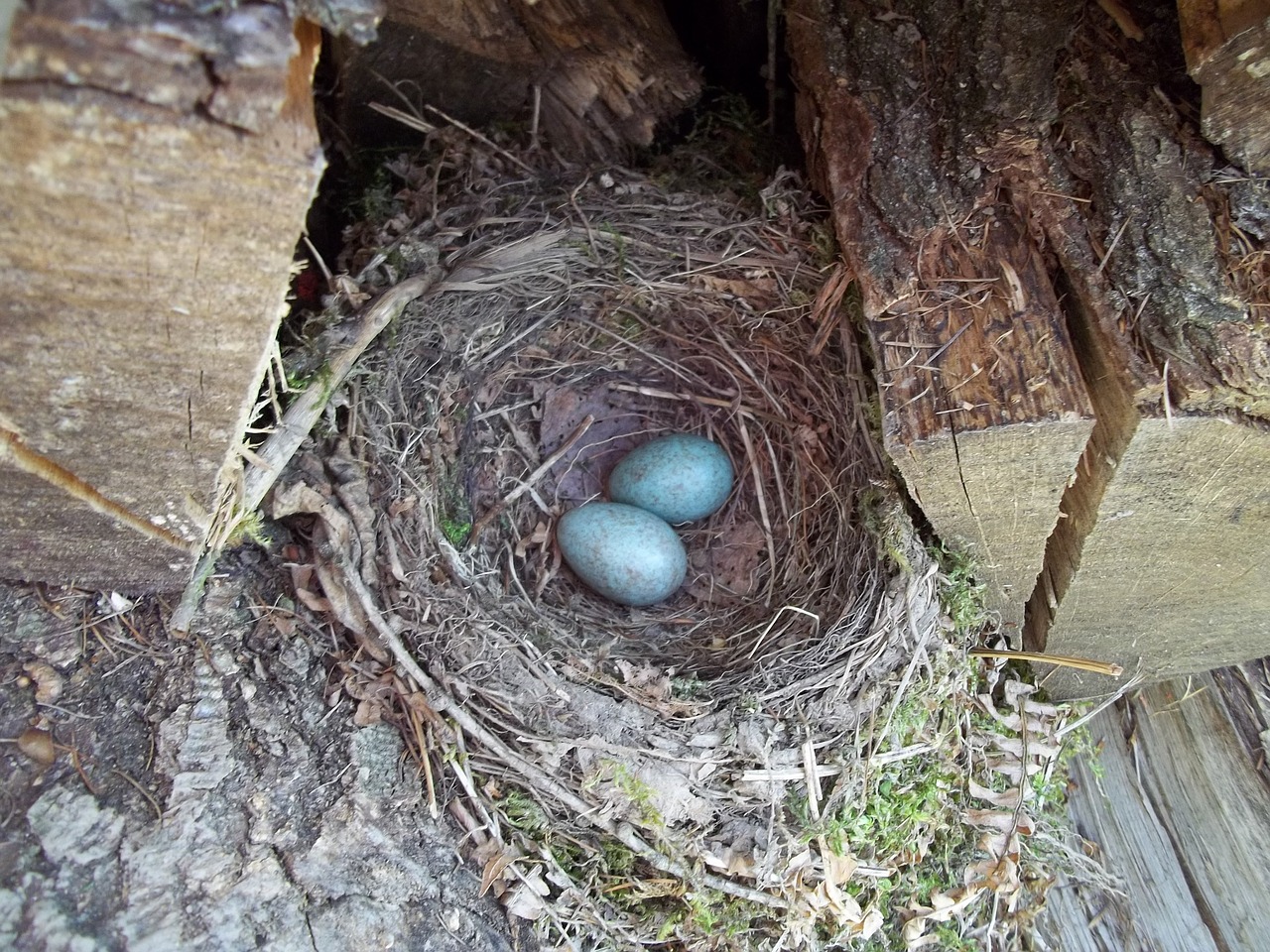 nest egg forest education free photo