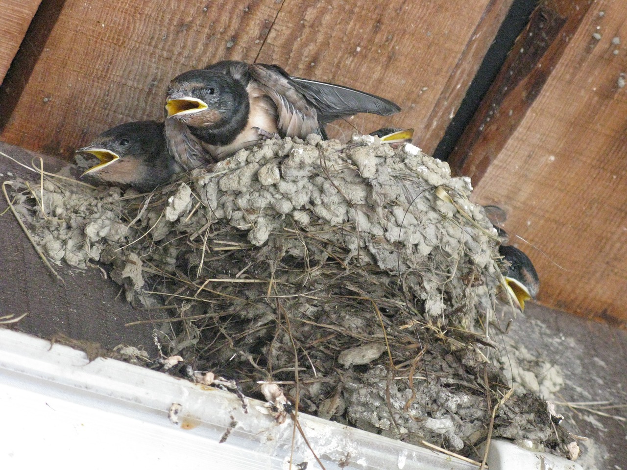 nest bird beak free photo