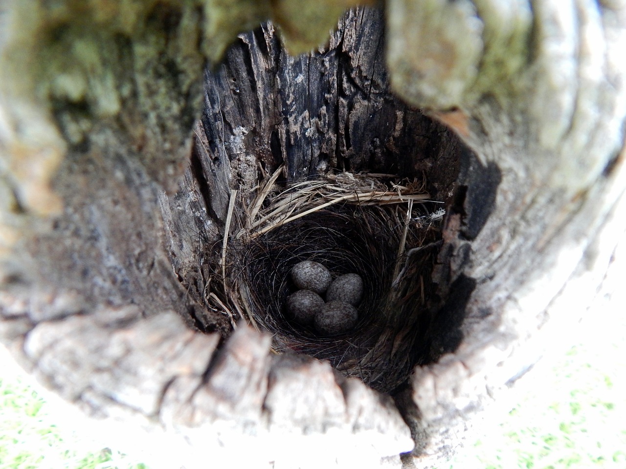 nest piratini rio grande do sul free photo