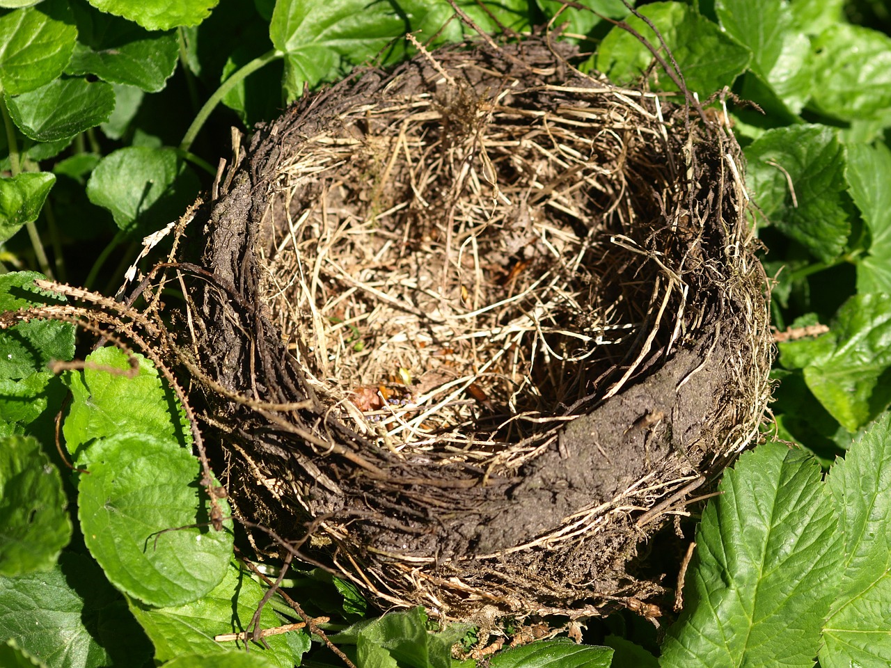 nest bird's nest nesting place free photo