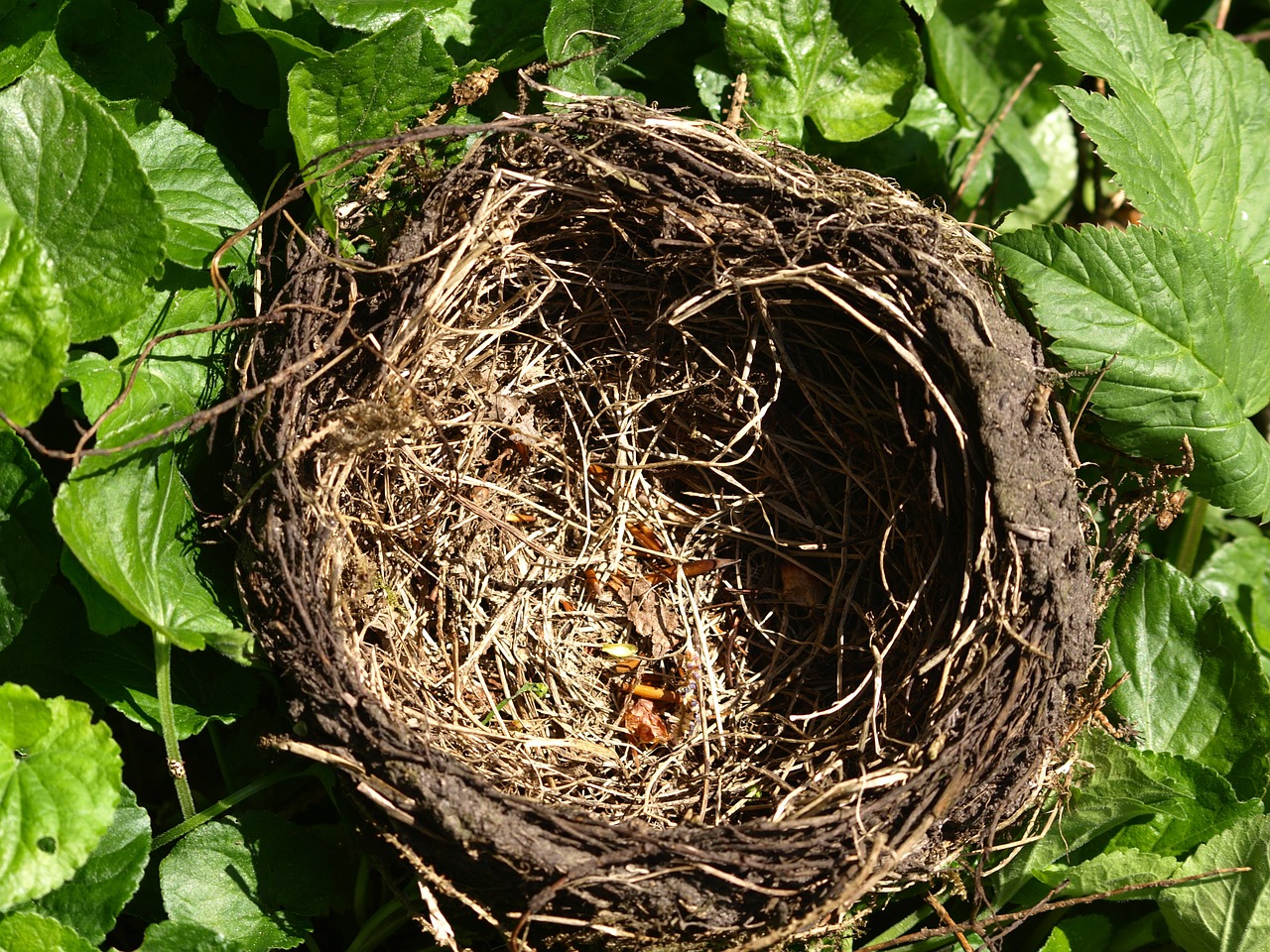 nest bird's nest nesting place free photo