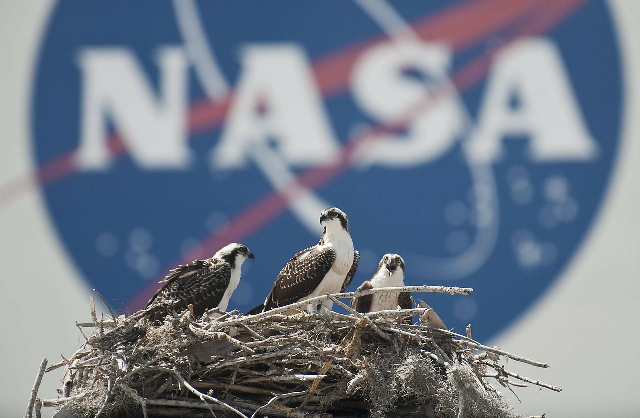 nest birds osprey free photo