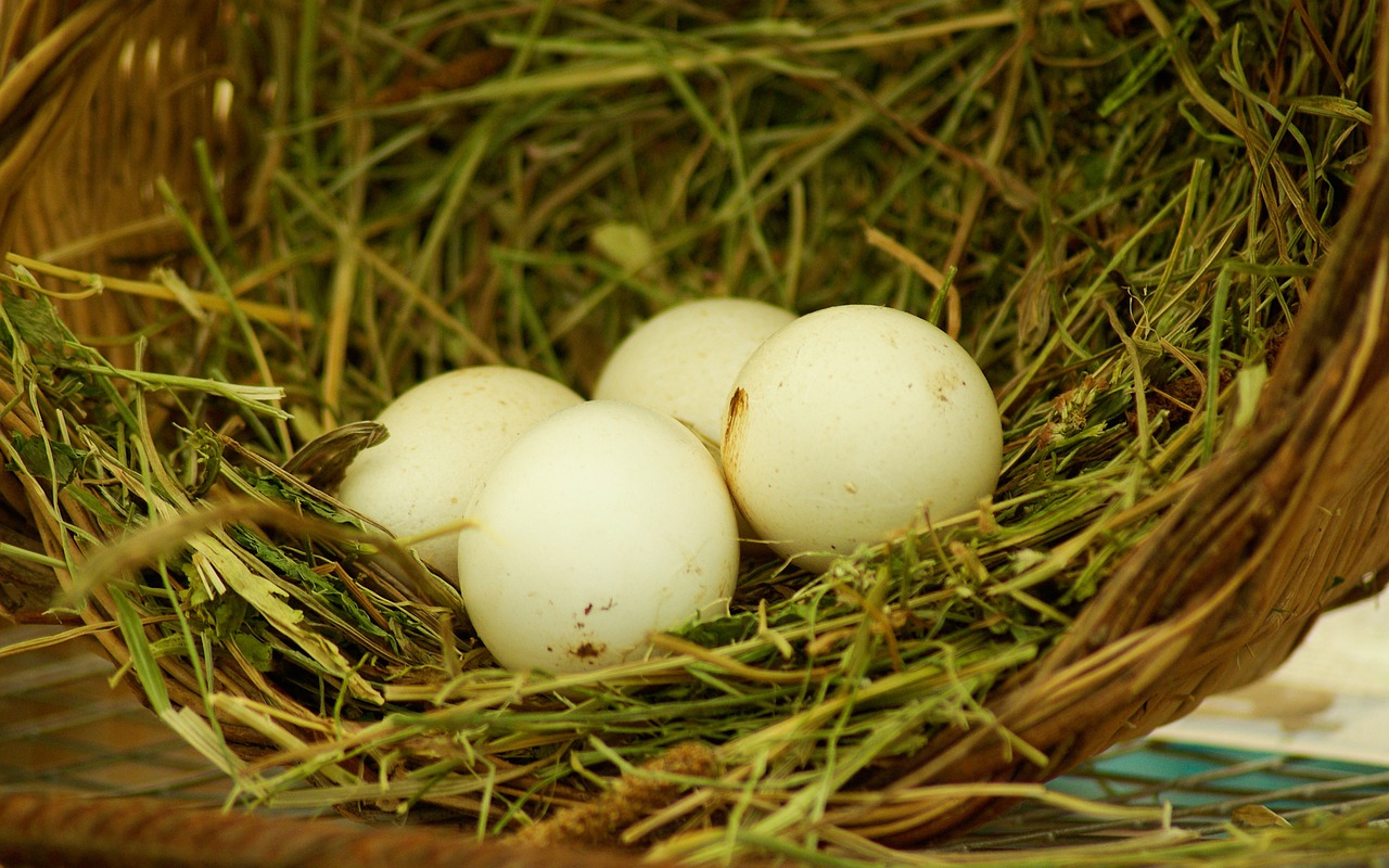 nest eggs straw free photo