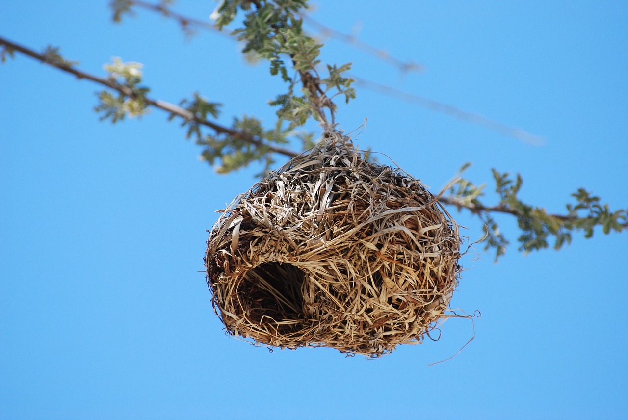 nest tree bird's nest free photo