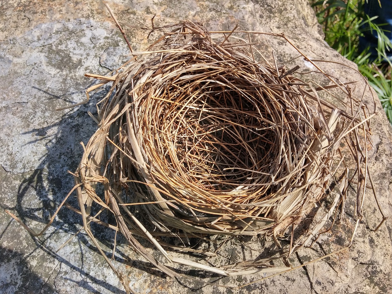 nest hay bird free photo