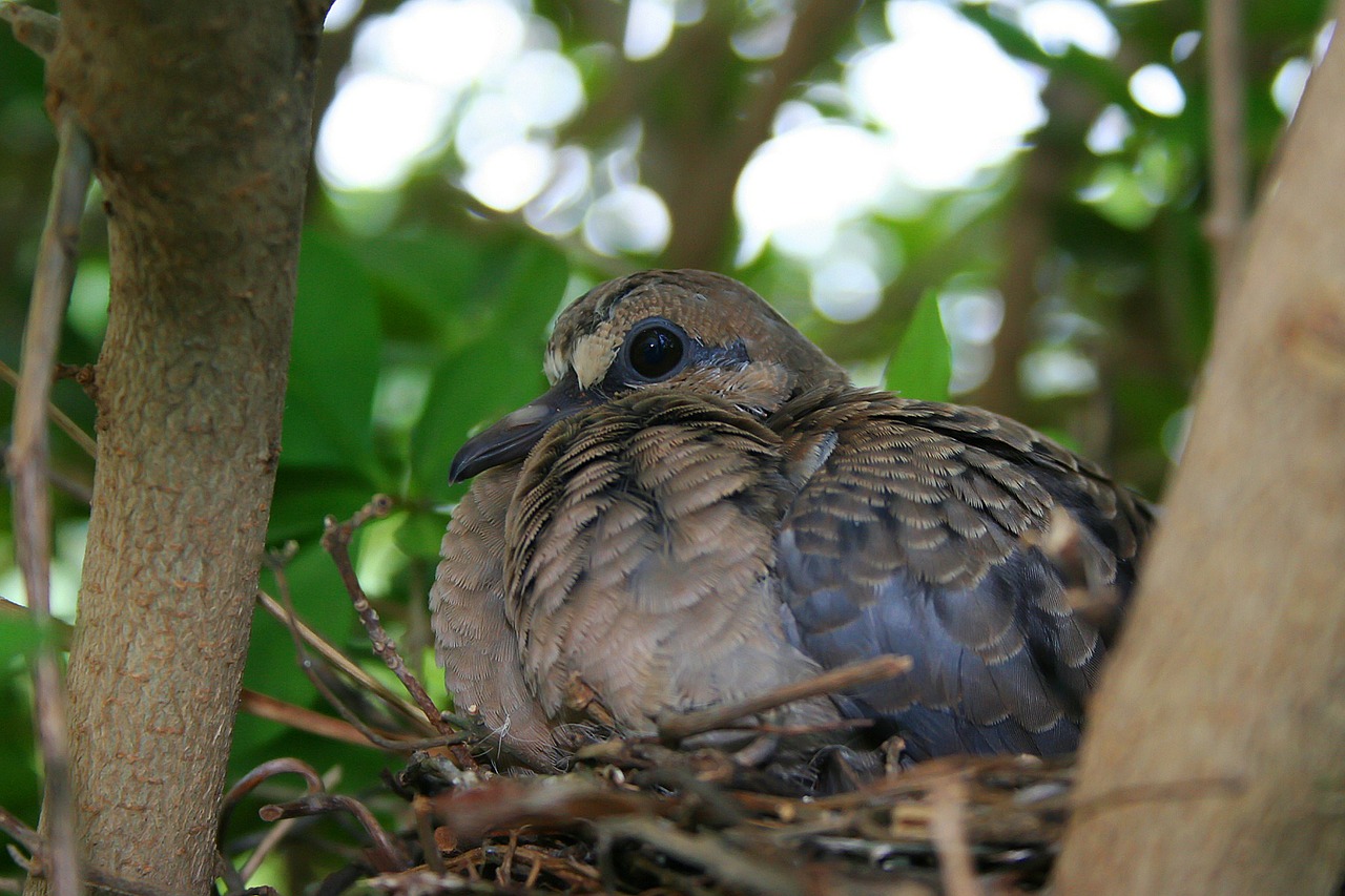 nest birds nature free photo