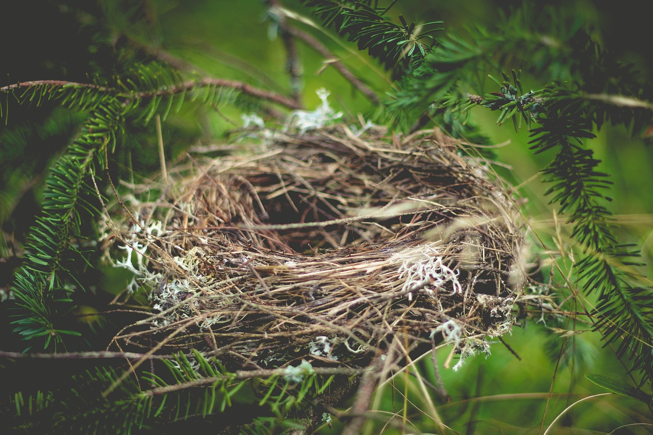 nest empty home free photo