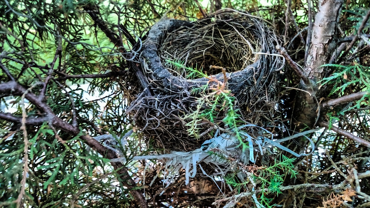 nest bird bird nest free photo