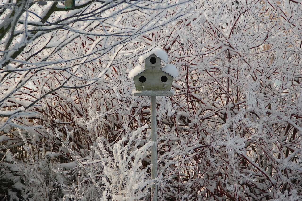 nest box snow winter free photo