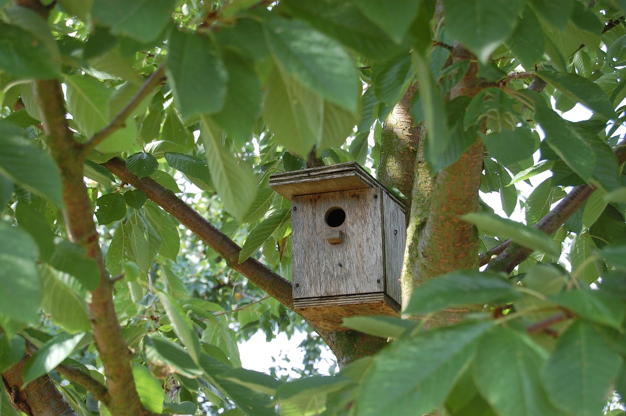 nest box bird house birds free photo