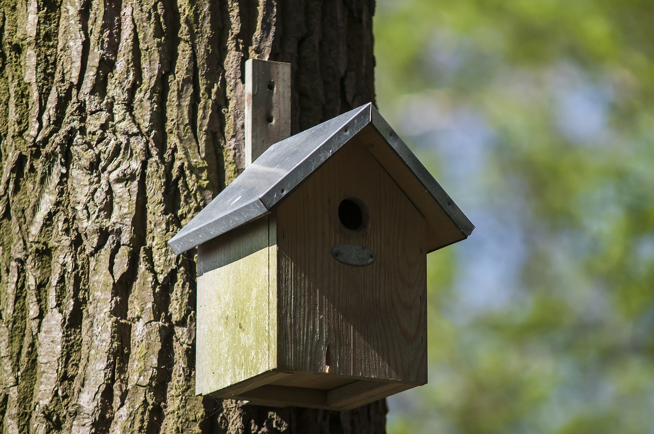 nest box birdhouse forest free photo