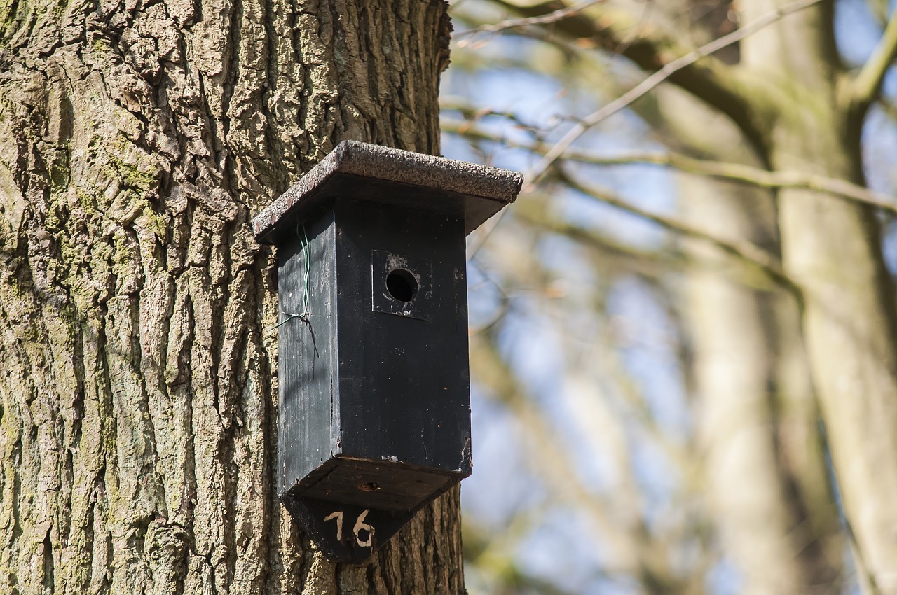 nest box birdhouse forest free photo