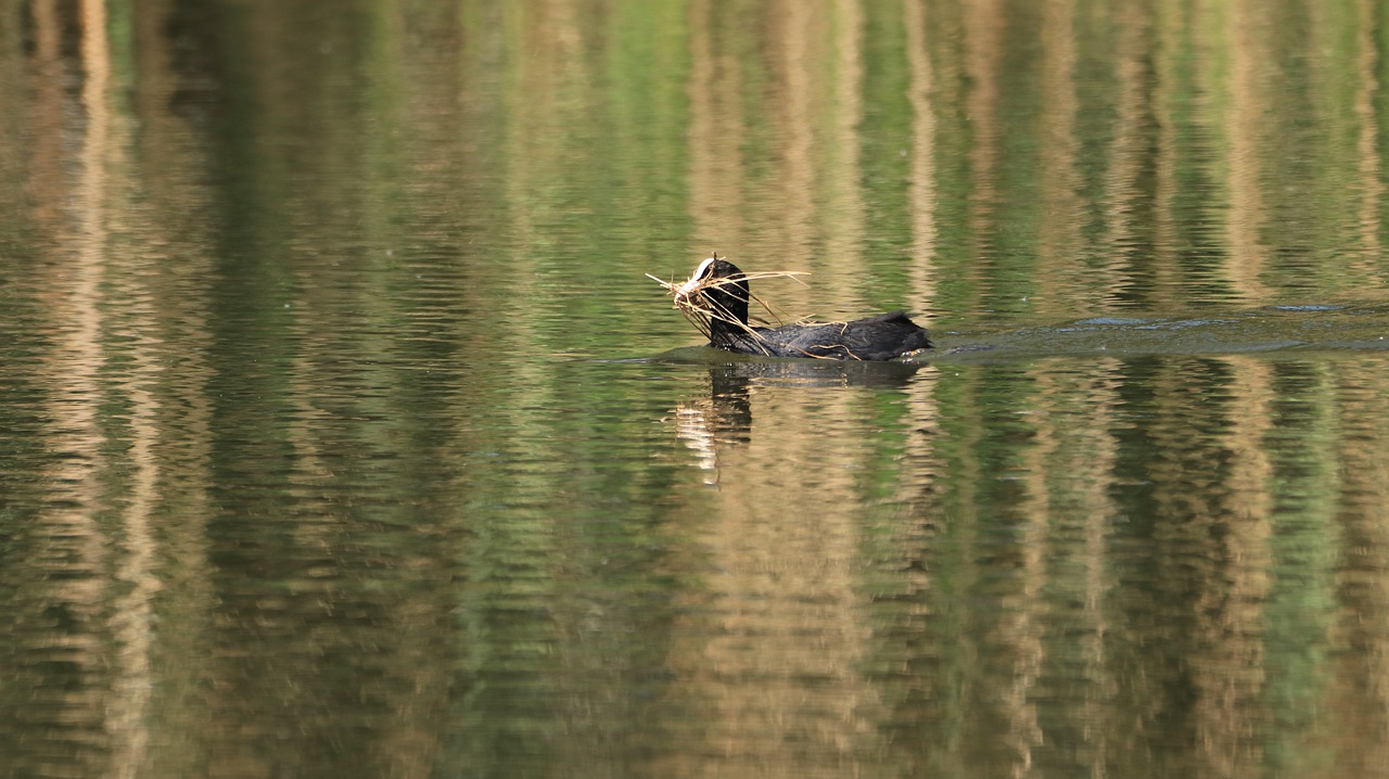 nest building  lake  waters free photo