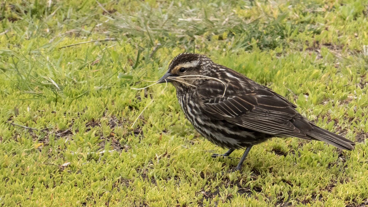 nest building time  feather  female redwing blackbird free photo