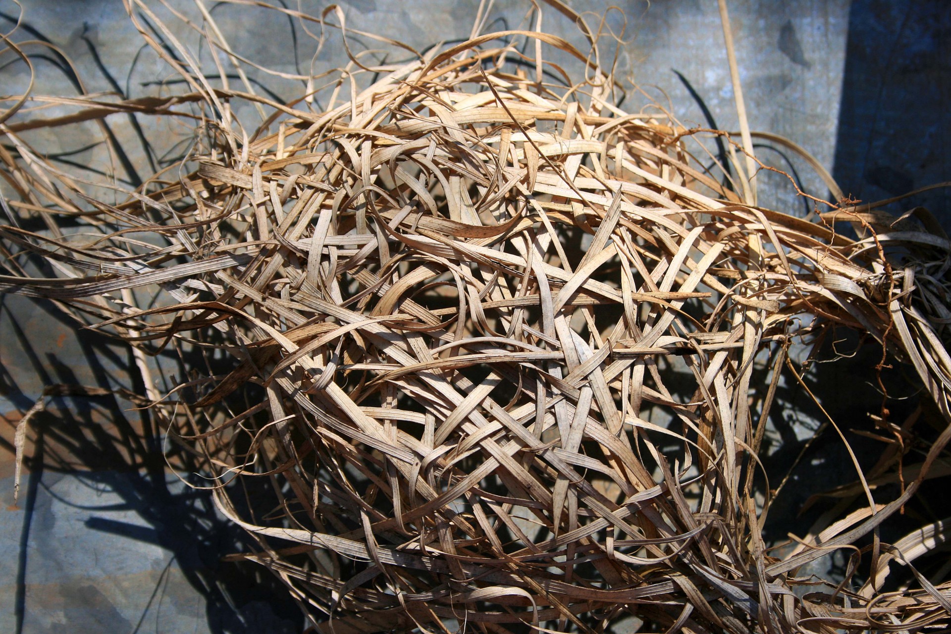nest bird&#039;s weaver&#039;s free photo