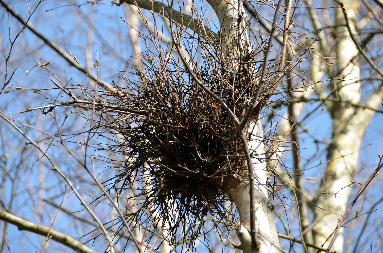 nest of magpies birds broods free photo