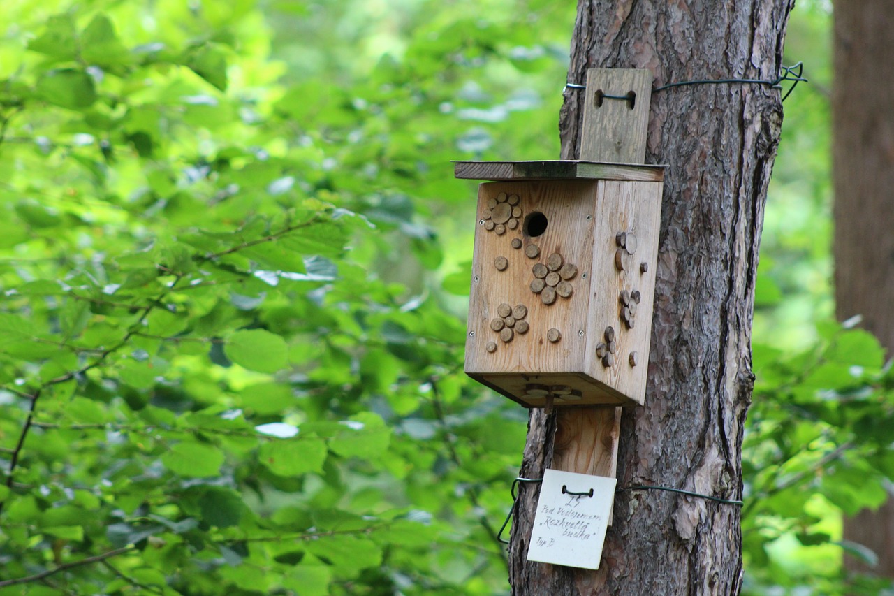 nestbox bird house bird box free photo