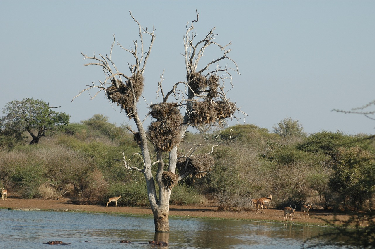 nesting birds k free photo