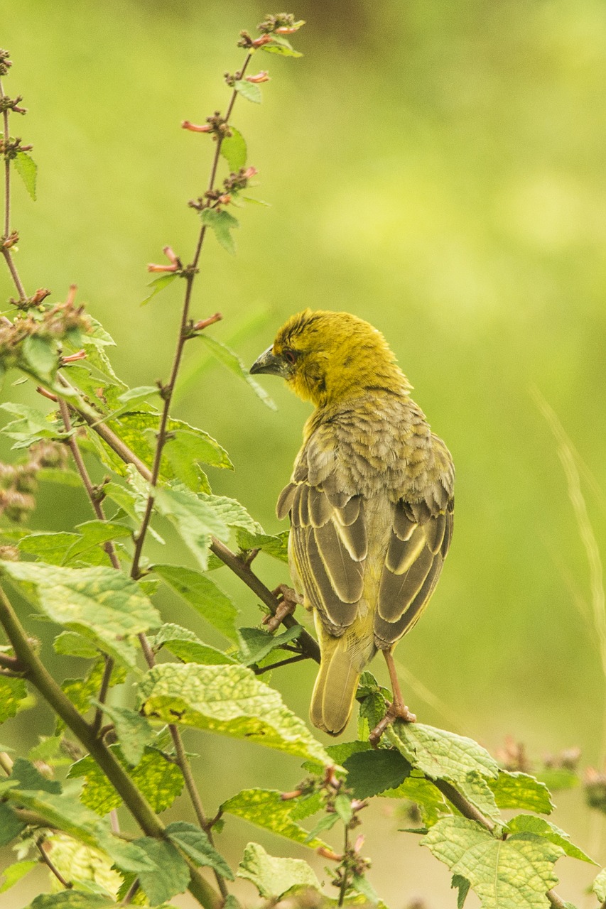 nesting african birds nature free photo