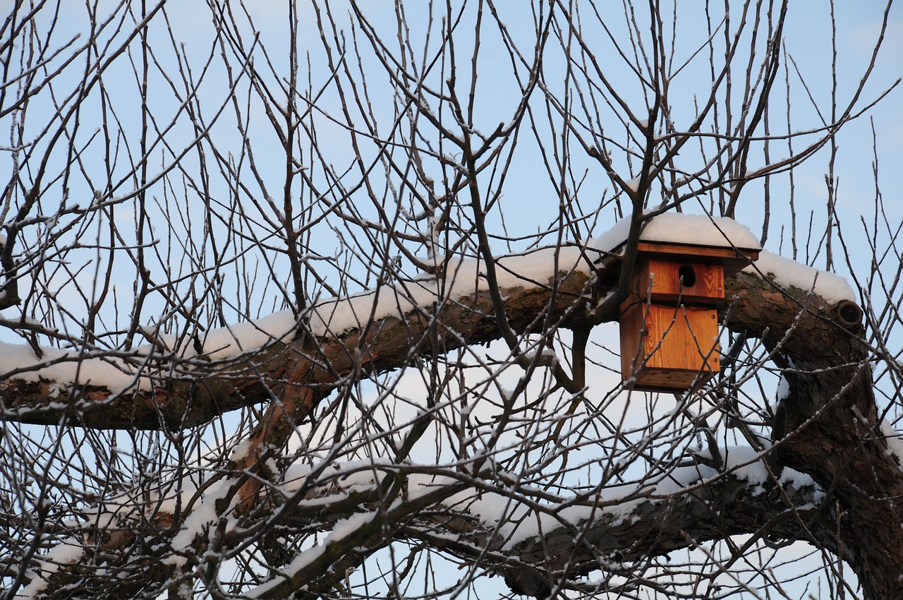 nesting box winter hatchery free photo
