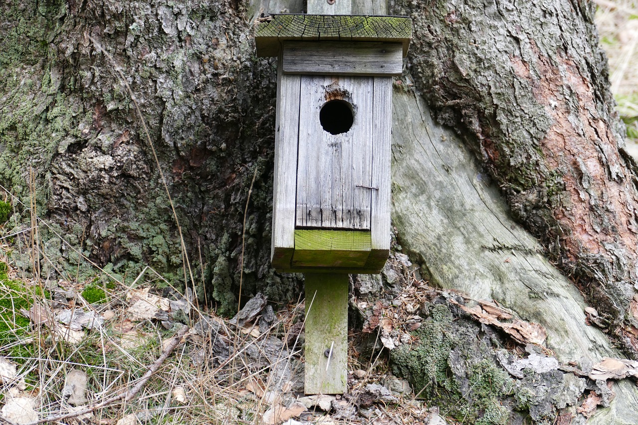 nesting box forest nature free photo