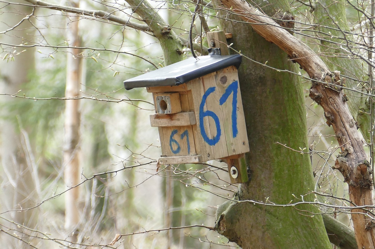 nesting box forest tree free photo