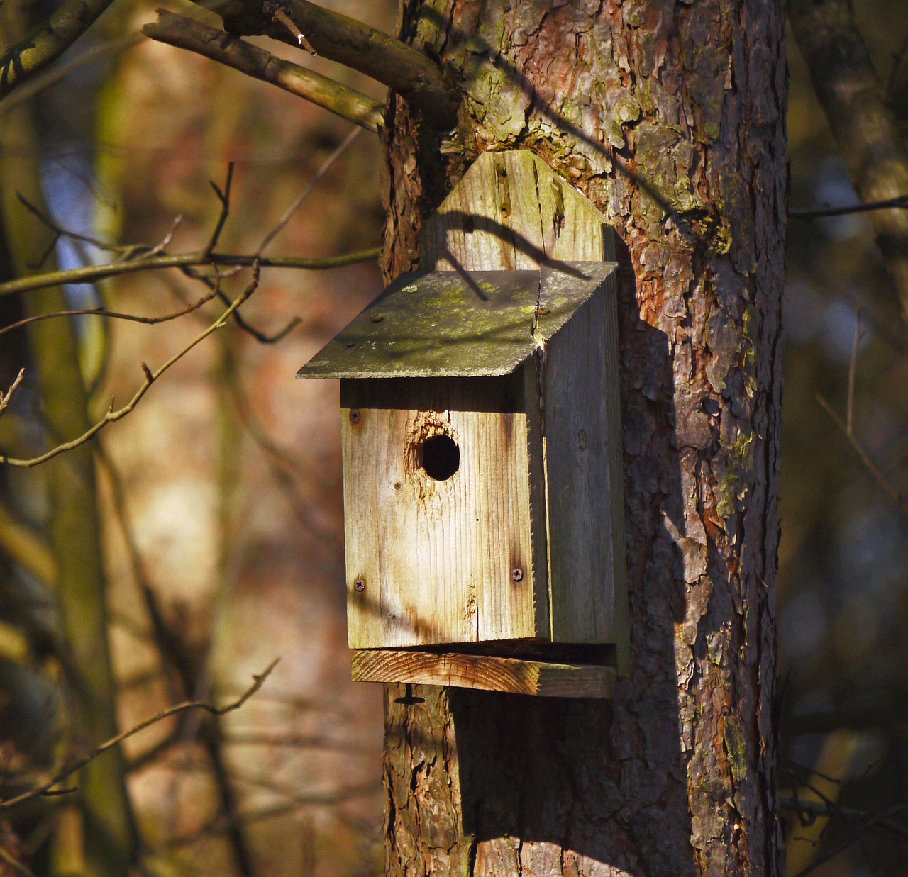 nesting box forest pine free photo
