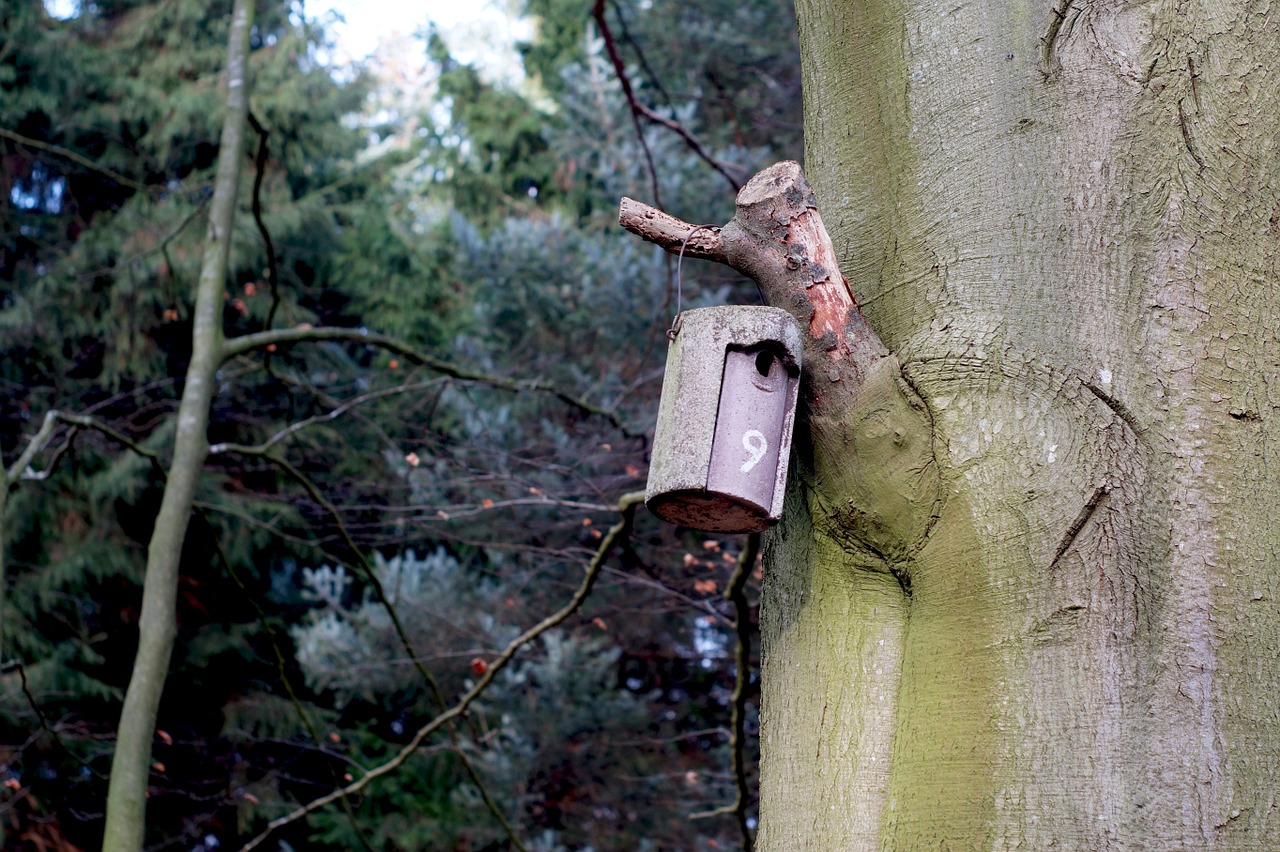 nesting box aviary forest free photo