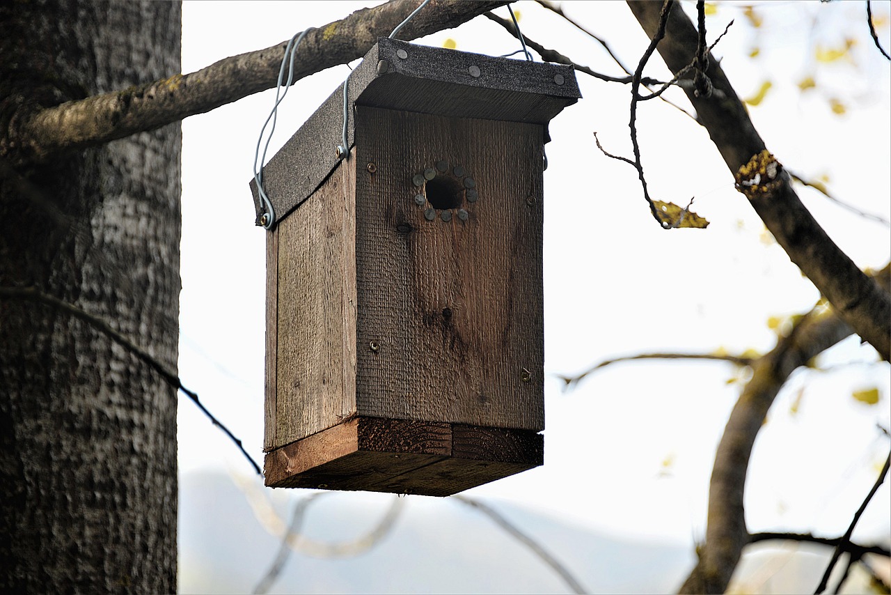nesting box wood bat nest box free photo