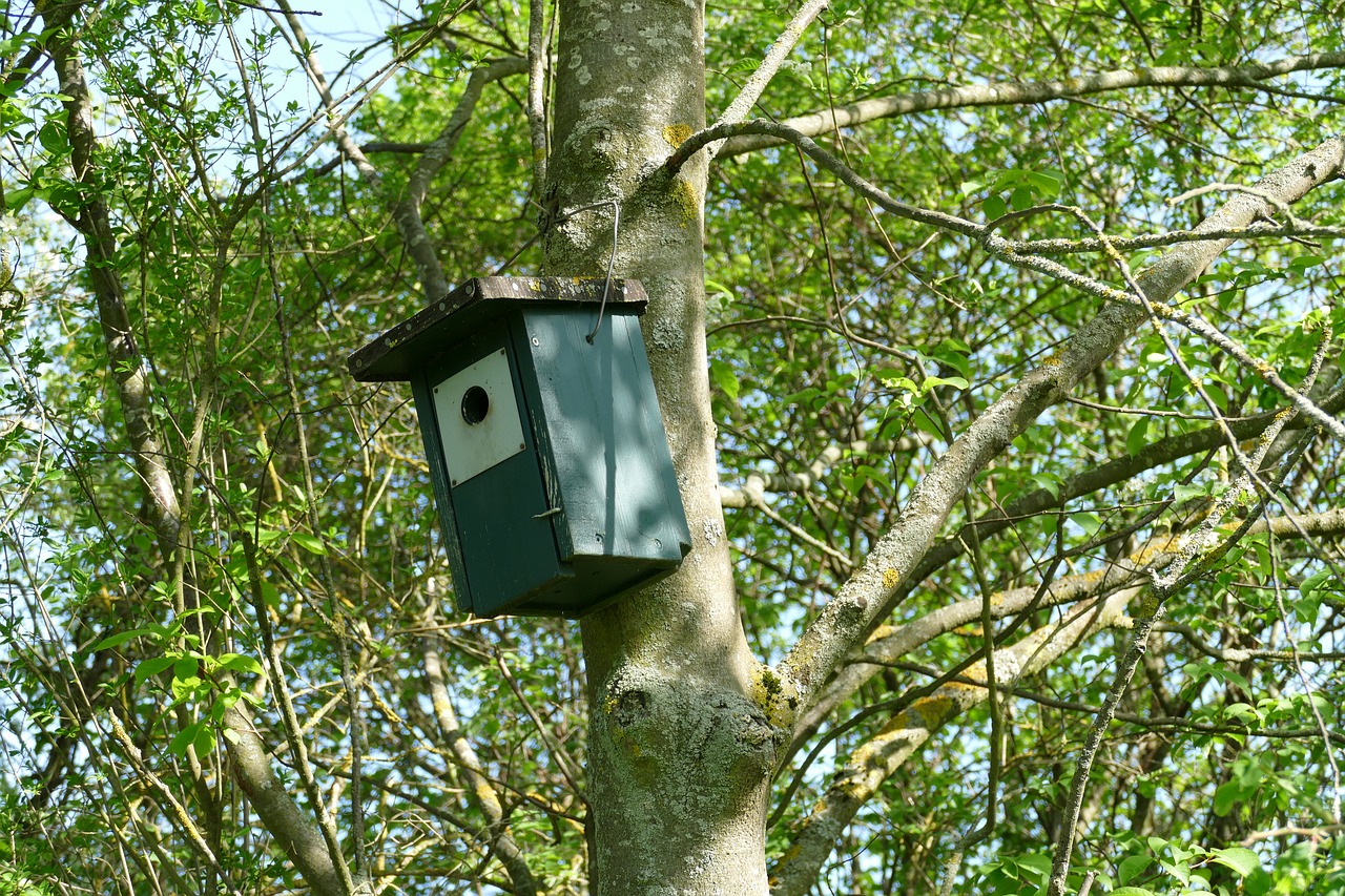 nesting box  aviary  bird feeder free photo