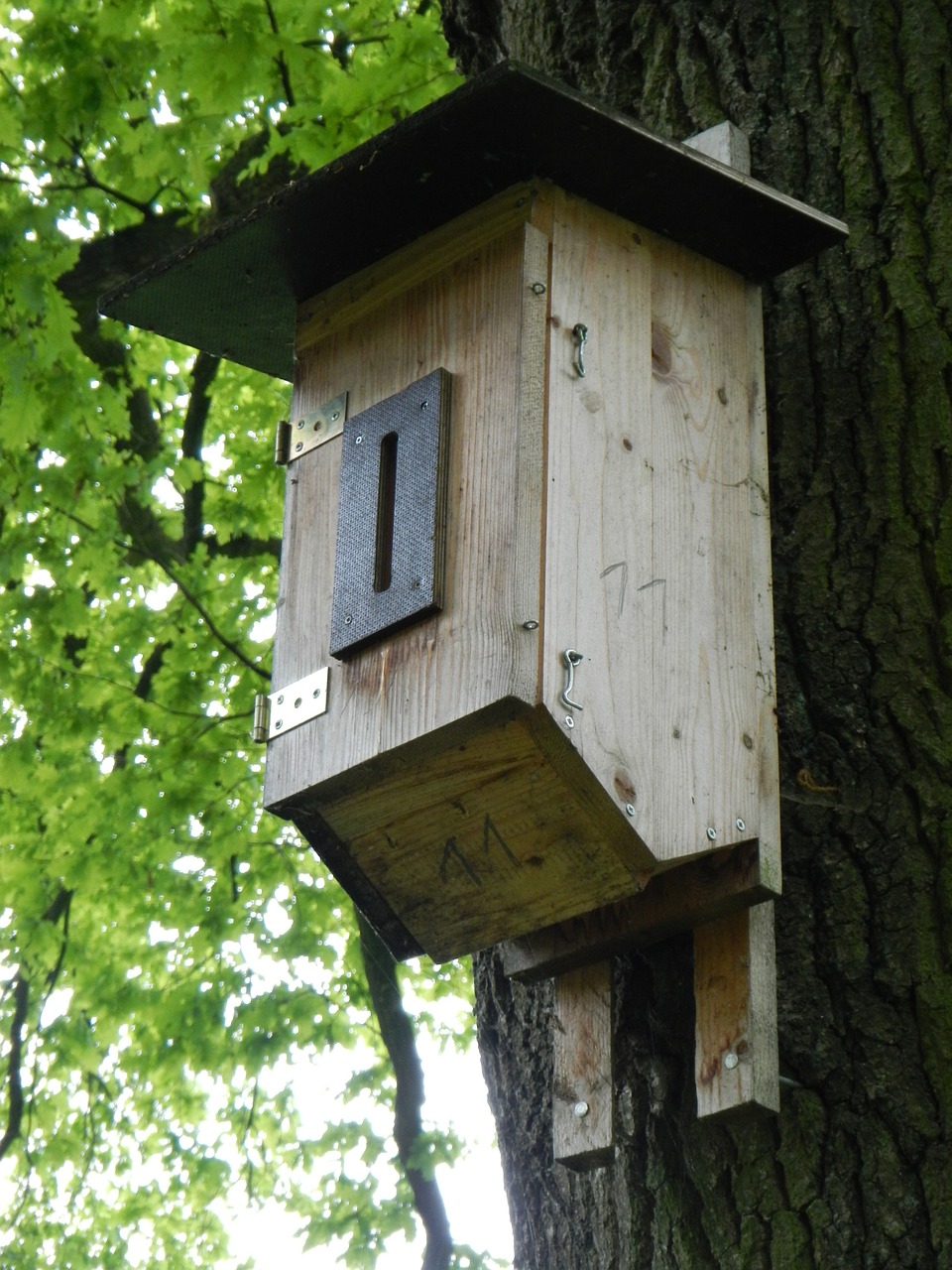 nesting box aviary bird feeder free photo